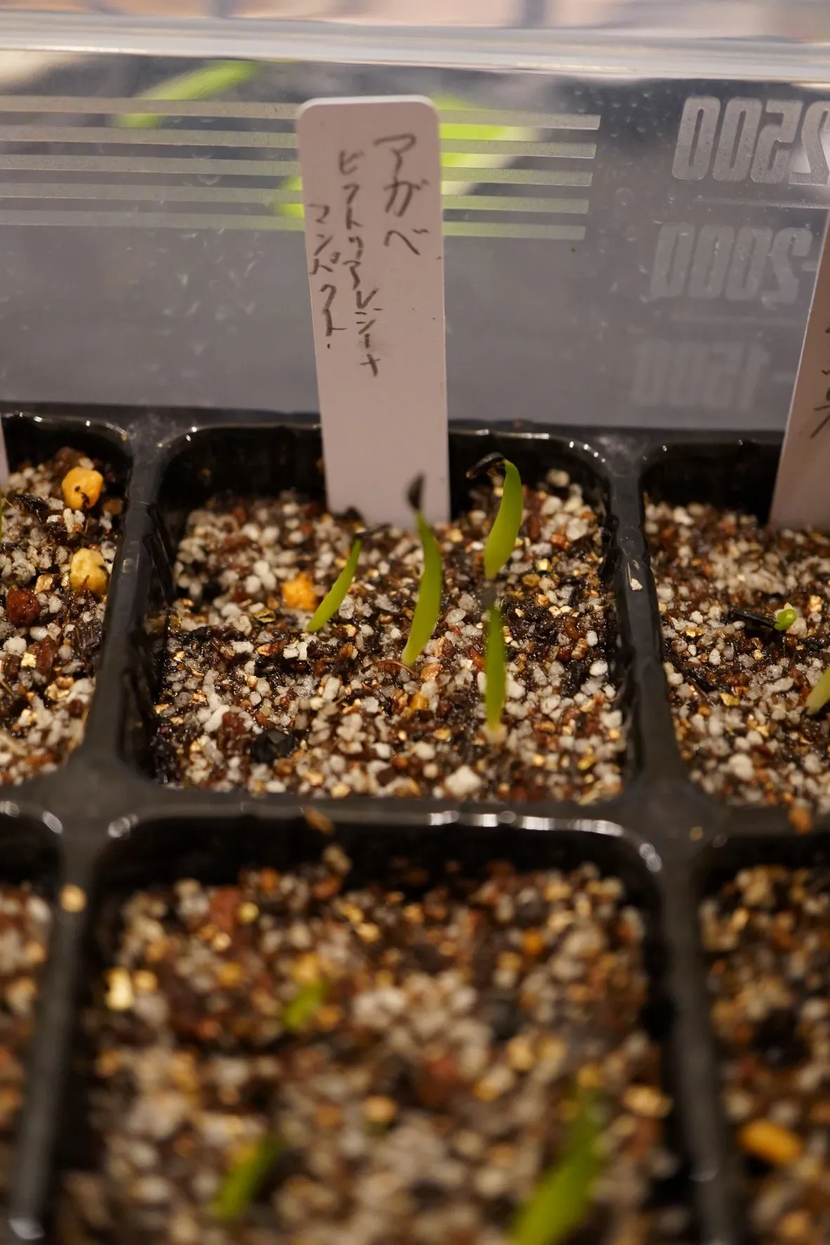 Agave victoriae-reginae Compacta (アガベ ビクトリアレジーナコンパクト)