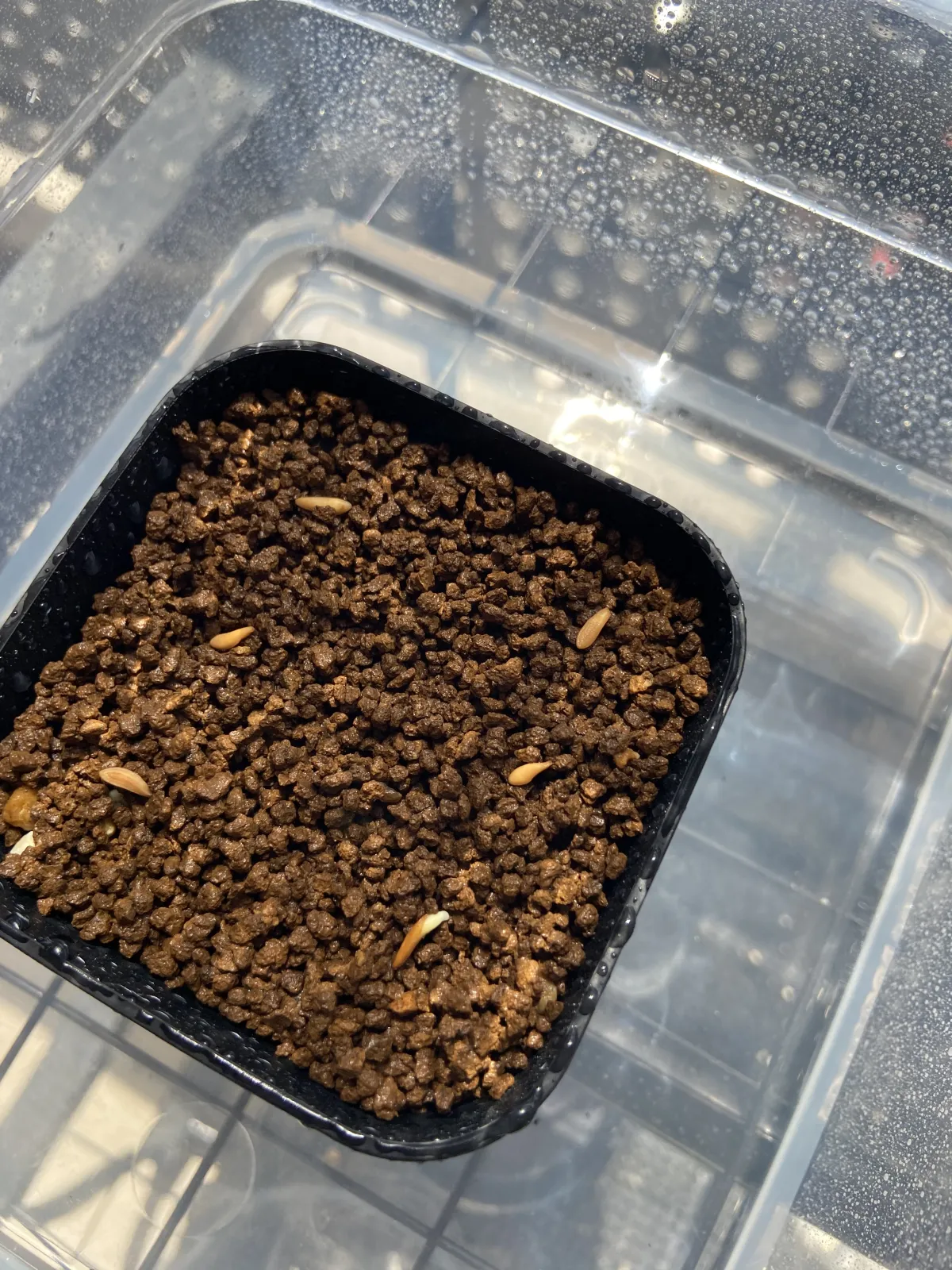 Pachypodium rosulatum var. gracilius (パキポディウム グラキリス)