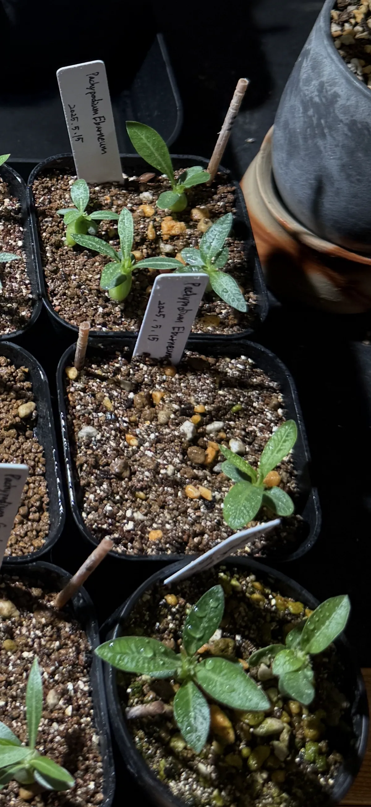 Pachypodium rosulatum var. eburneum (パキポディウム エブレネウム)