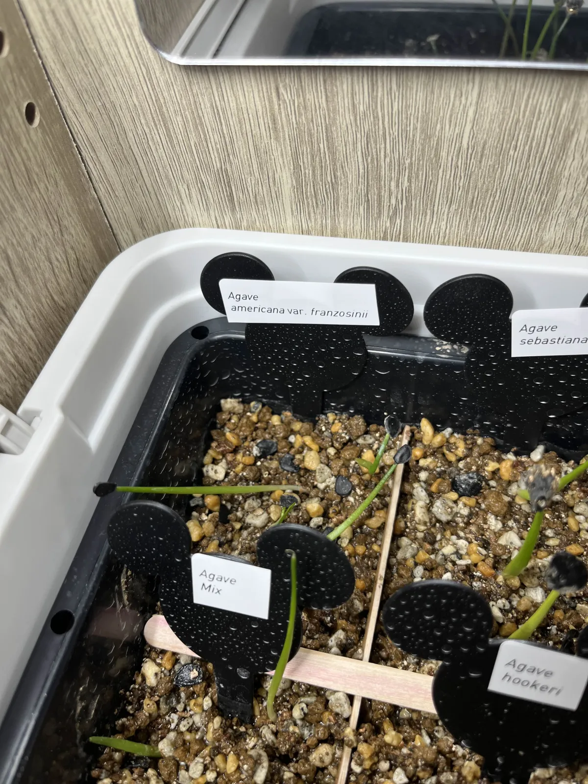 Agave americana var. franzosinii (アガベ フランゾシニー)