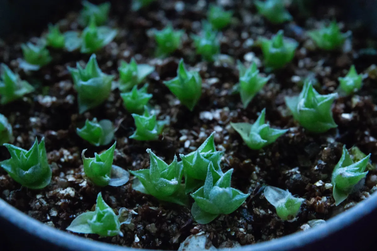 Hechtia lanata (ヘクチア ラナータ)