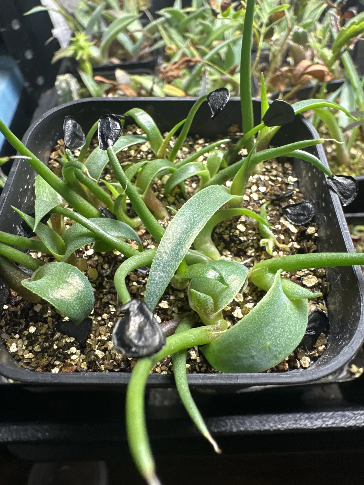 Agave seemanniana (アガベ ピグマエア)