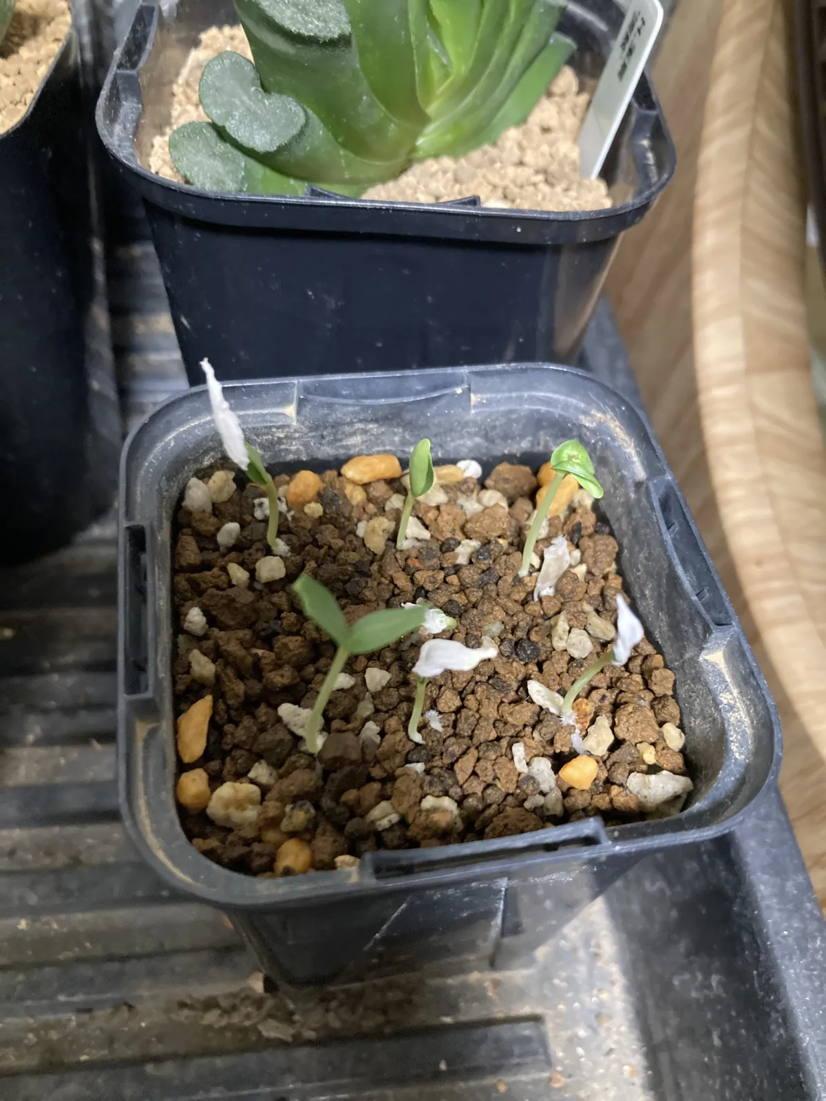 Fouquieria splendens subsp. campanulata (フォークイエリア カンパニュラタ)