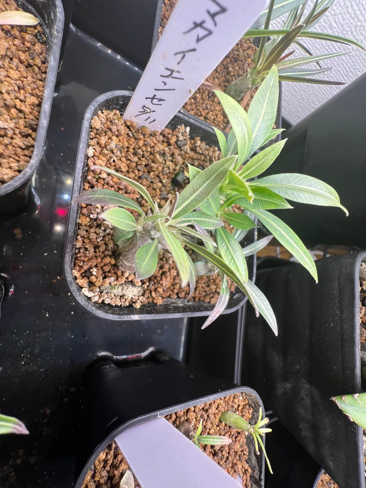 Pachypodium rosulatum subsp. makayense (パキポディウム マカイエンセ)