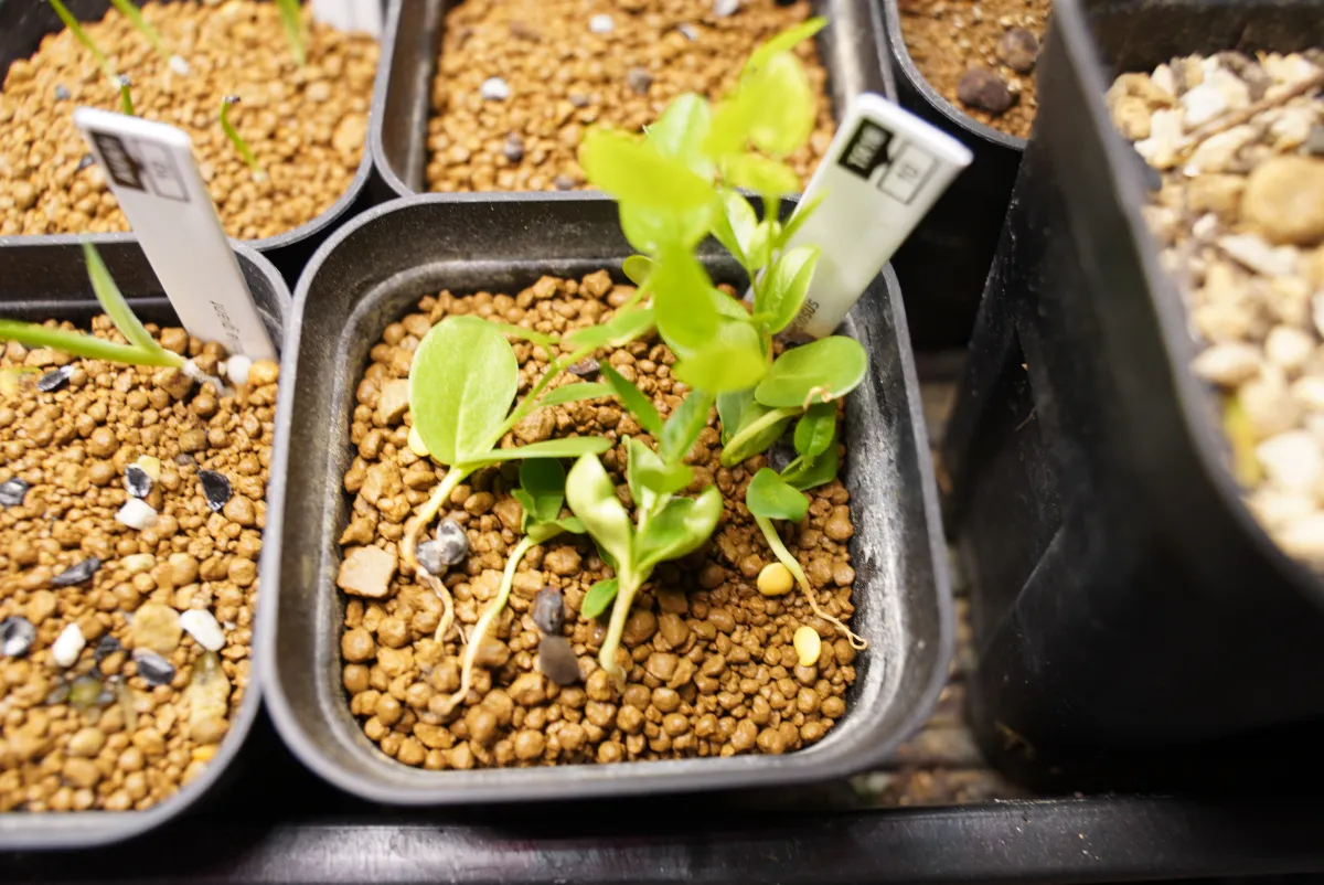 Bolusanthus speciosus (ボルサンサス スペシオサス)