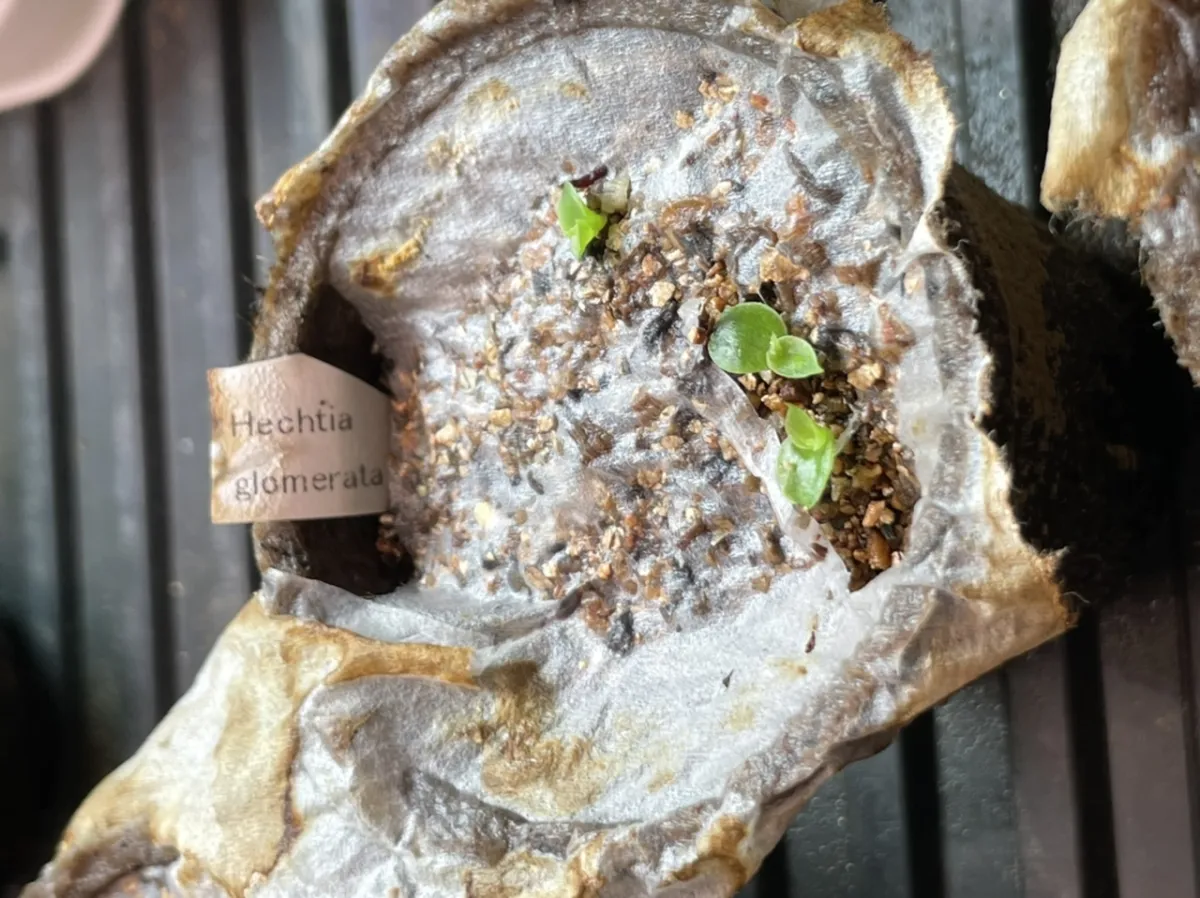 Hechtia glomerata (ヘクチア グロメラータ)