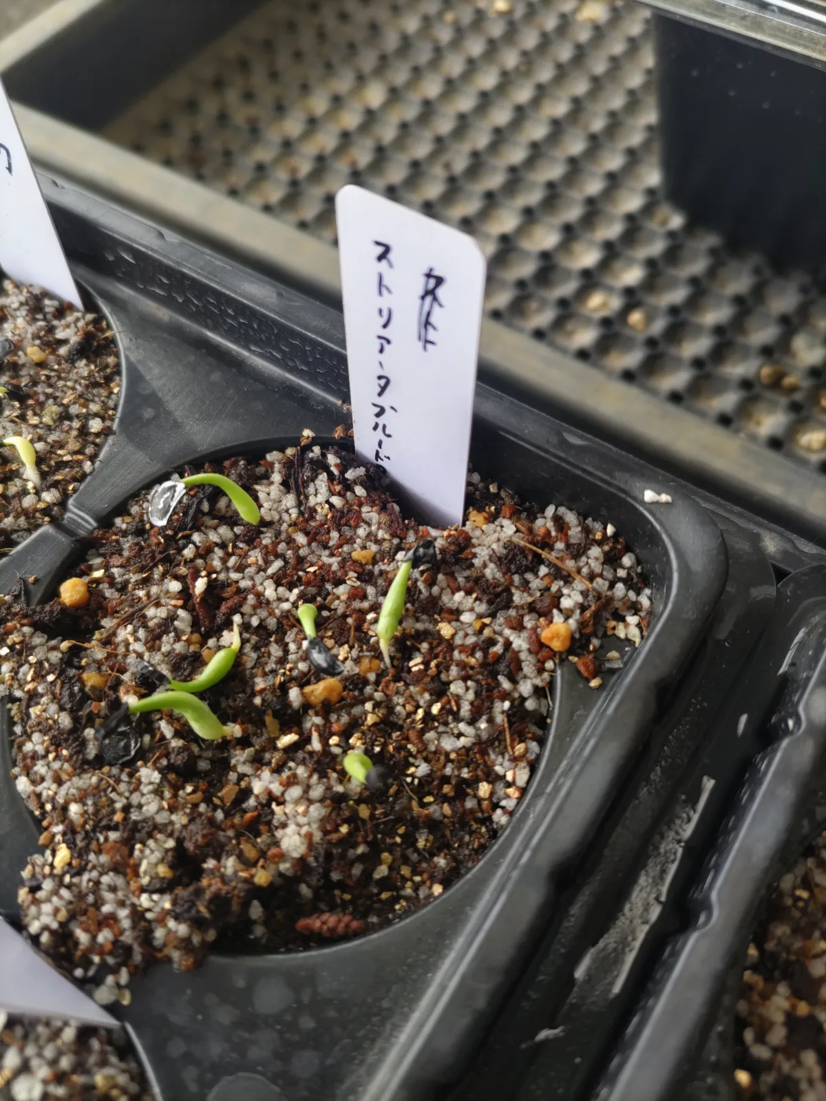 Agave striata subsp. striata Blue Dwarf (アガベ ストリアータ ブルードワーフ)