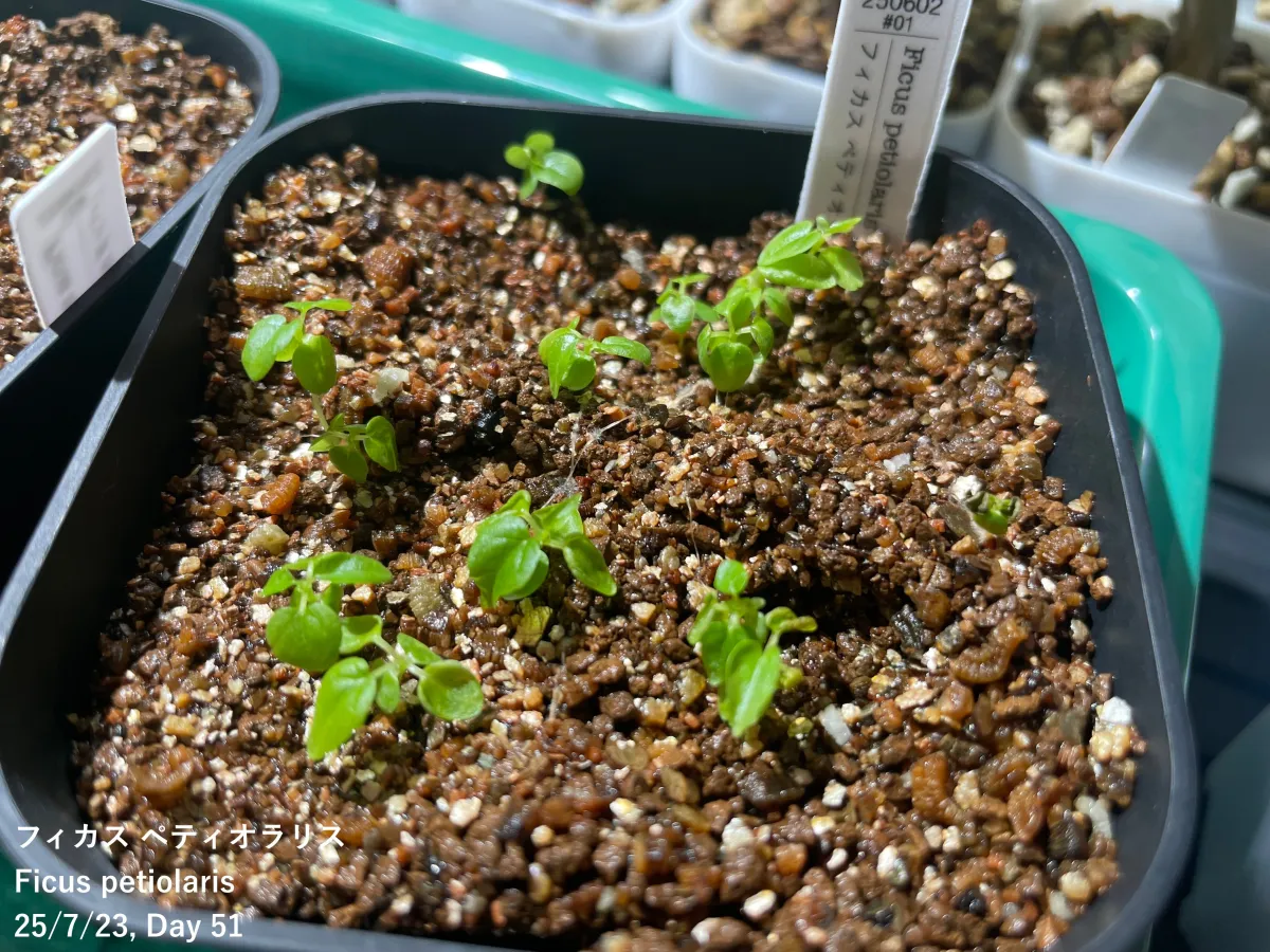 Ficus petiolaris (フィカス ペティオラリス)