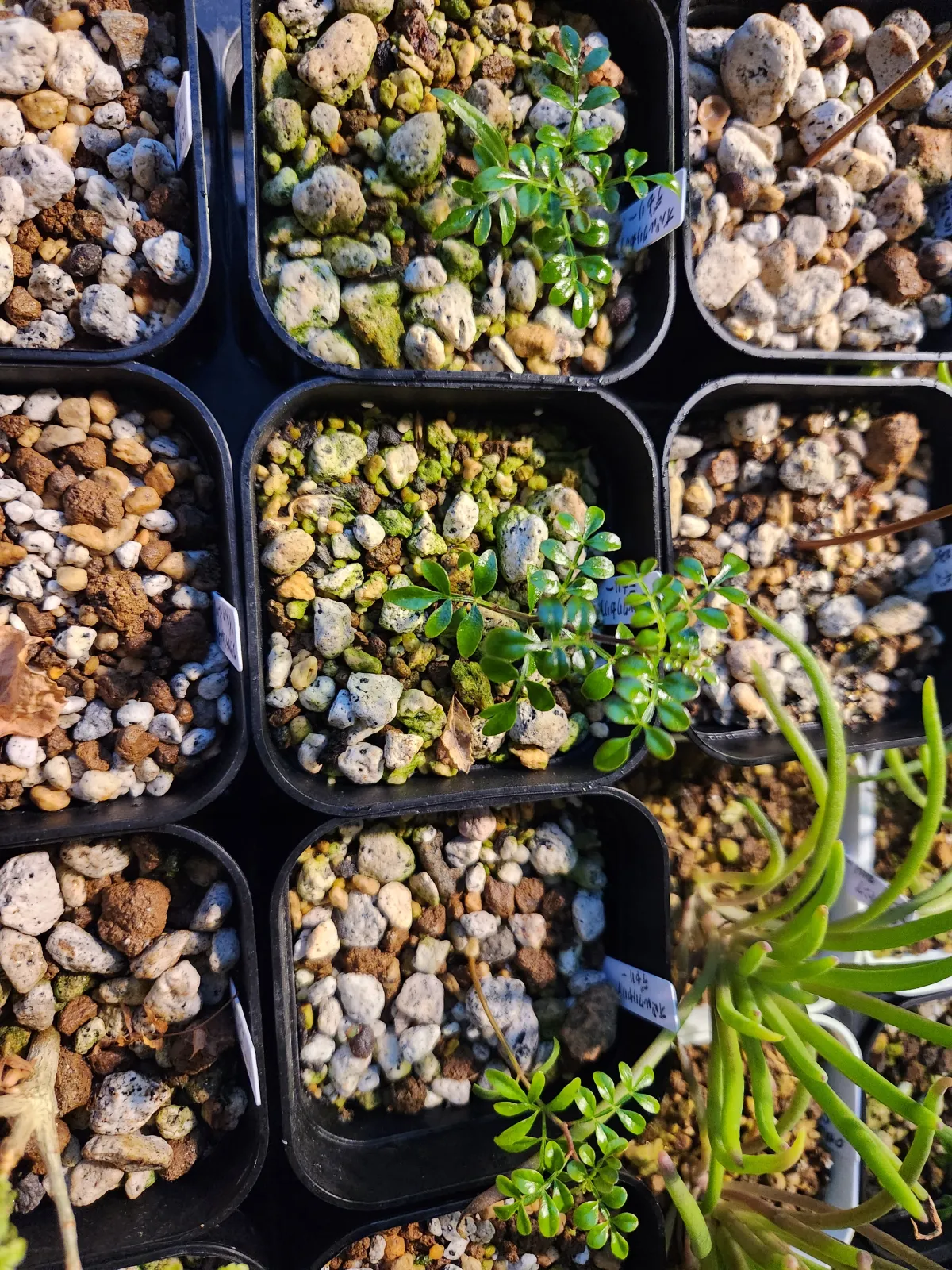 Operculicarya decaryi (オペルクリカリア デカリー)