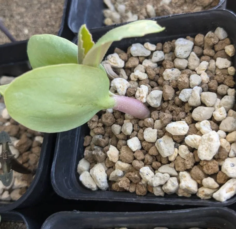 Cyphostemma juttae (キフォステンマ ユッタエ)