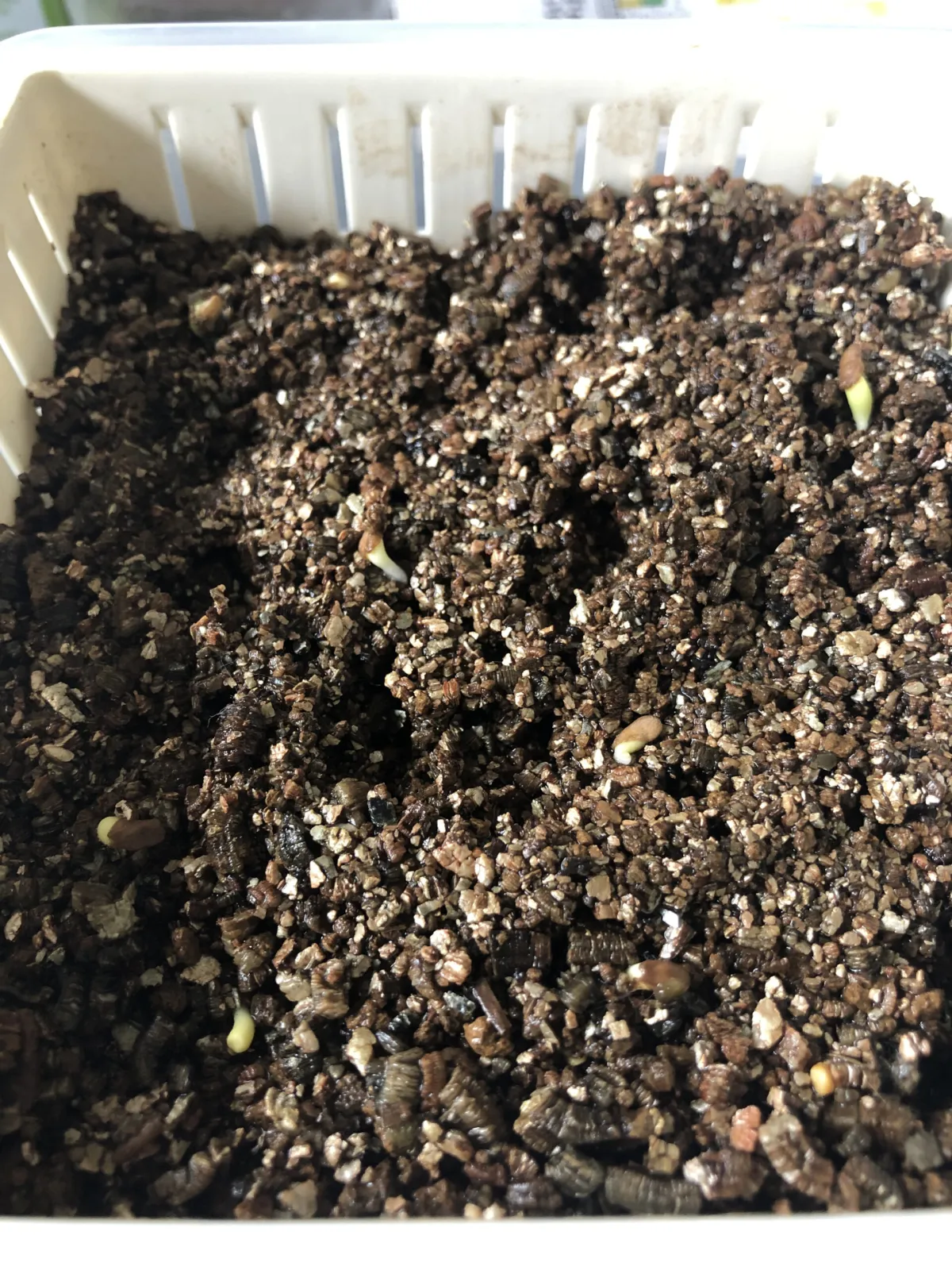 Pachypodium succulentum (パキポディウム サキュレンタム)