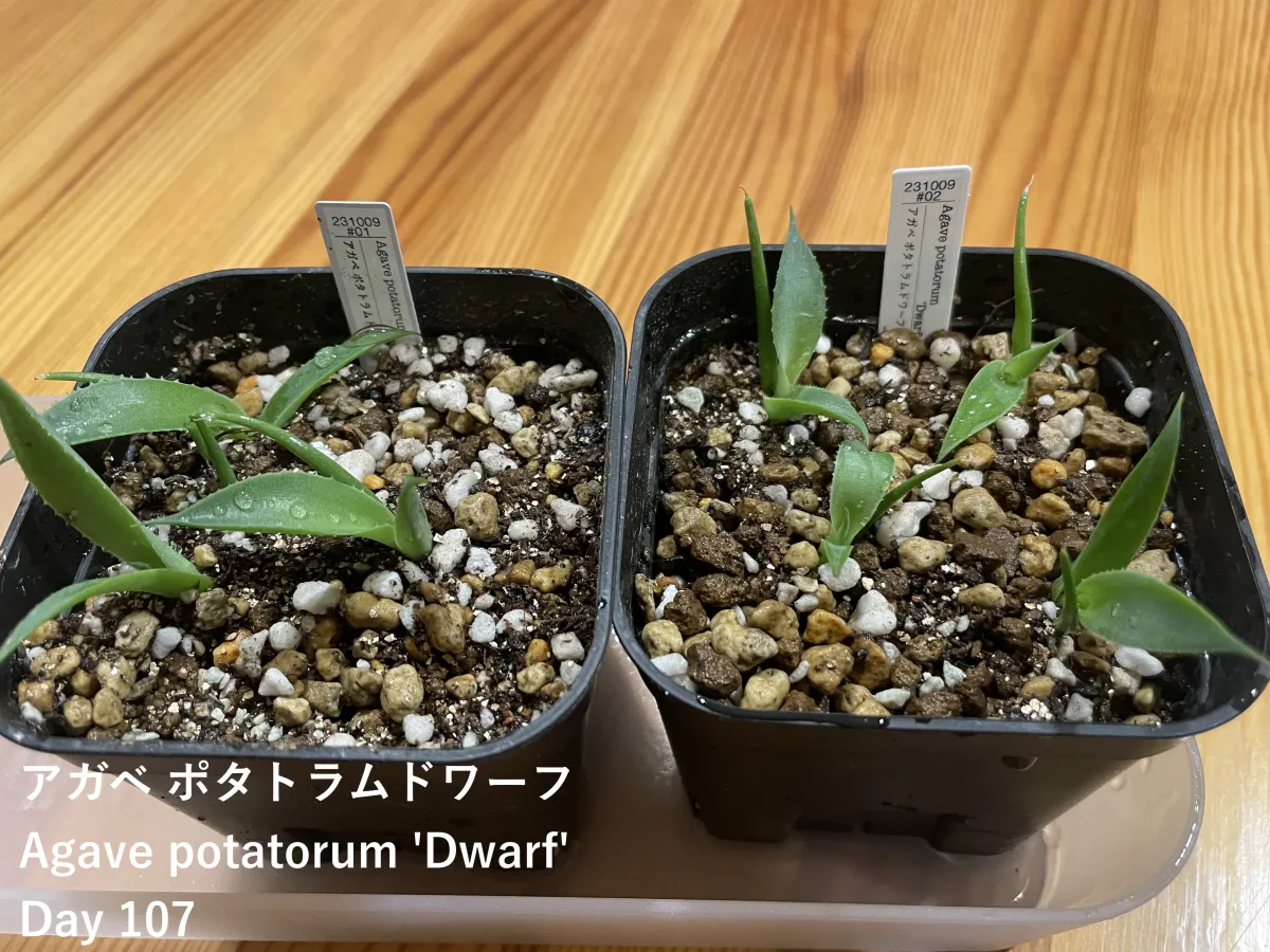 Agave potatorum Dwarf (アガベ ポタトラムドワーフ)