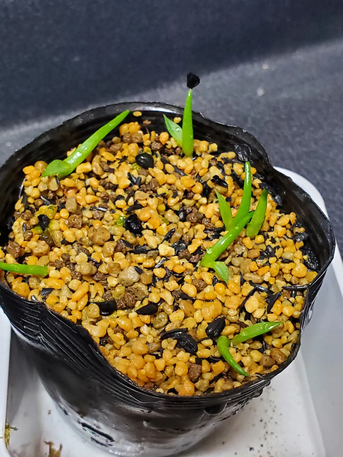 Agave albescens (アガベ アルベセンス)