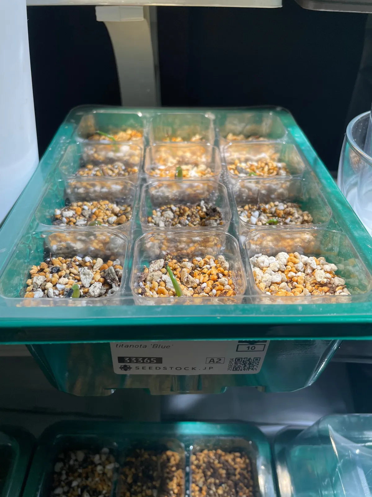 Agave titanota 'Blue' (アガベ チタノタブルー)