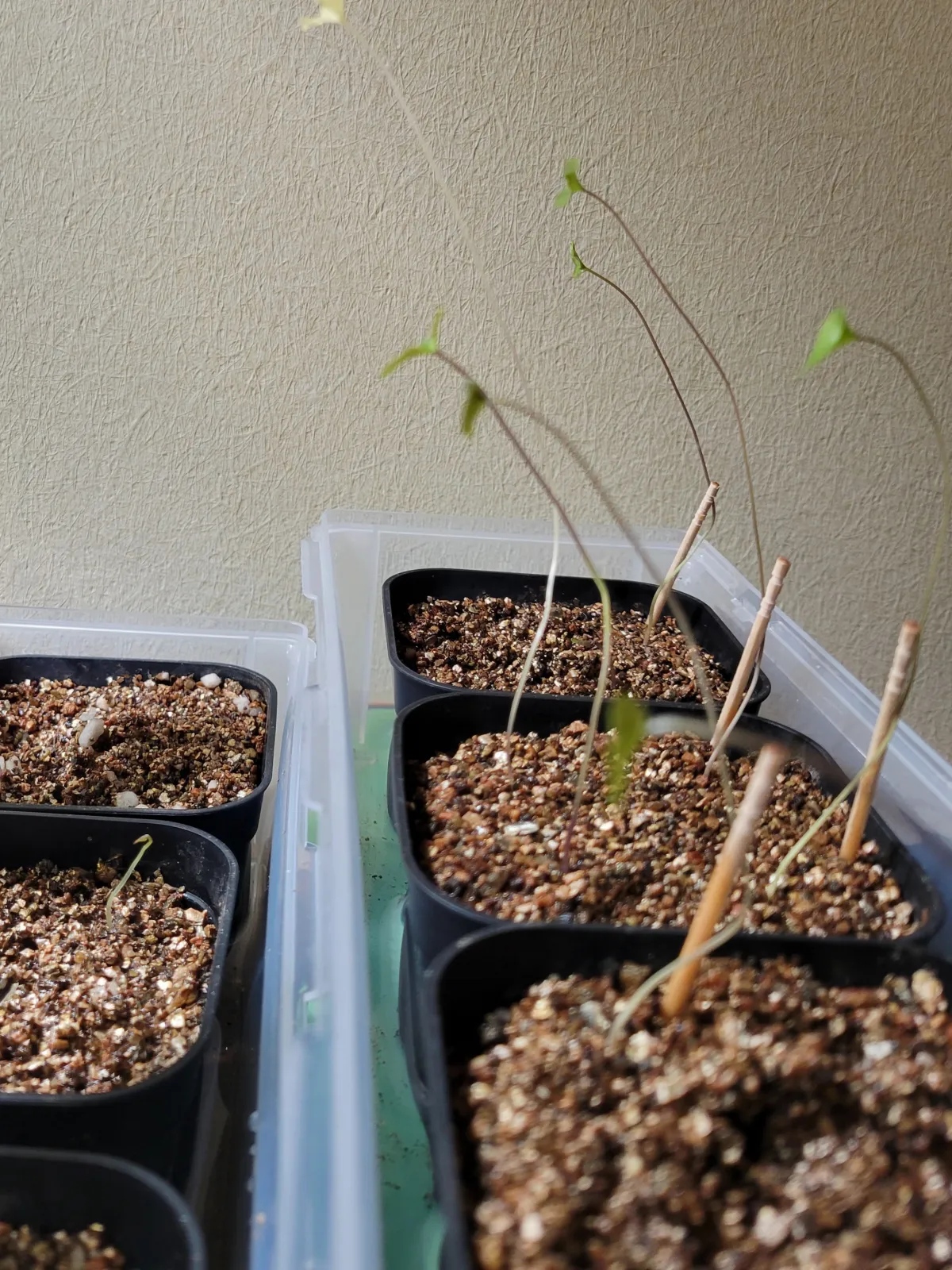 Dioscorea elephantipes (ディオスコレア エレファンティペス アフリカ亀甲竜)