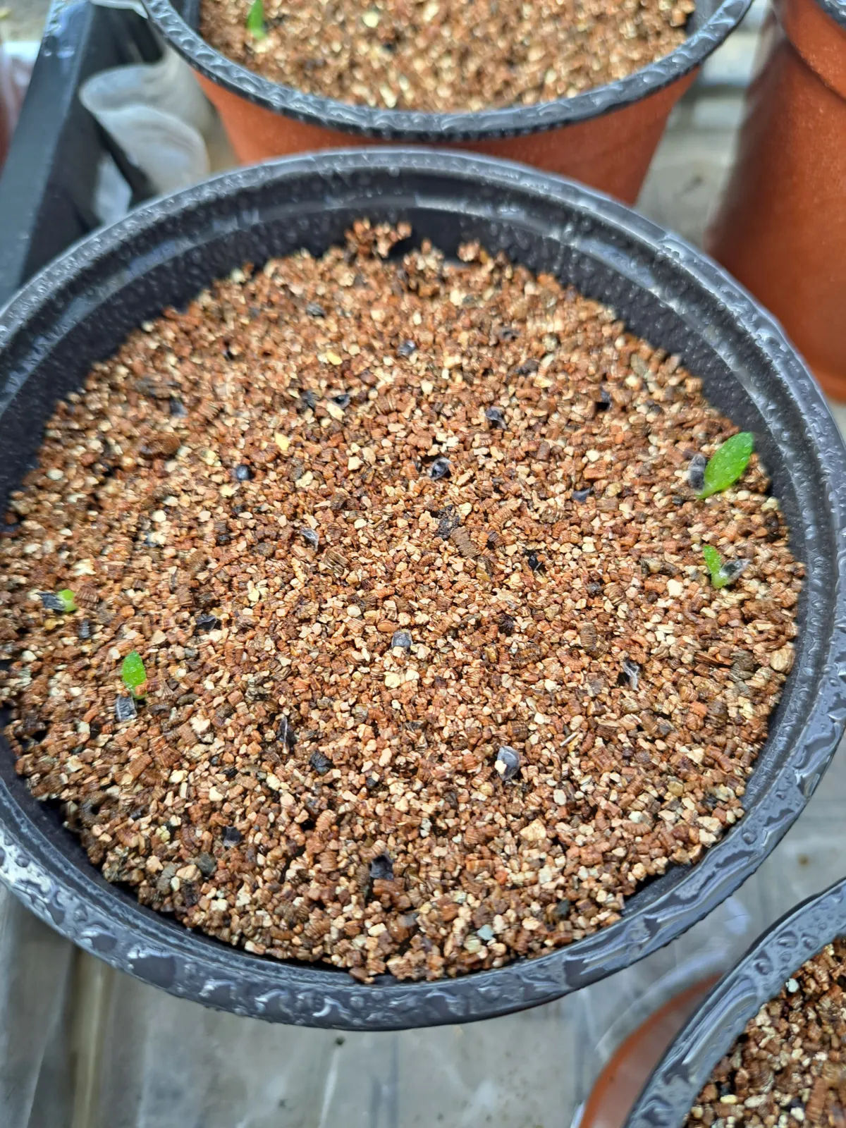 Aloe pratensis (アロエ プラテンシス)