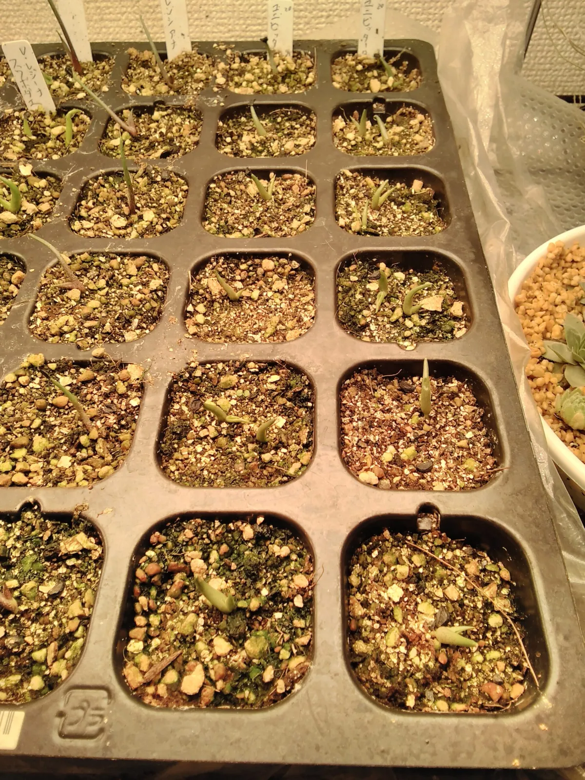 Agave univittata (アガベ ユニビタータ)