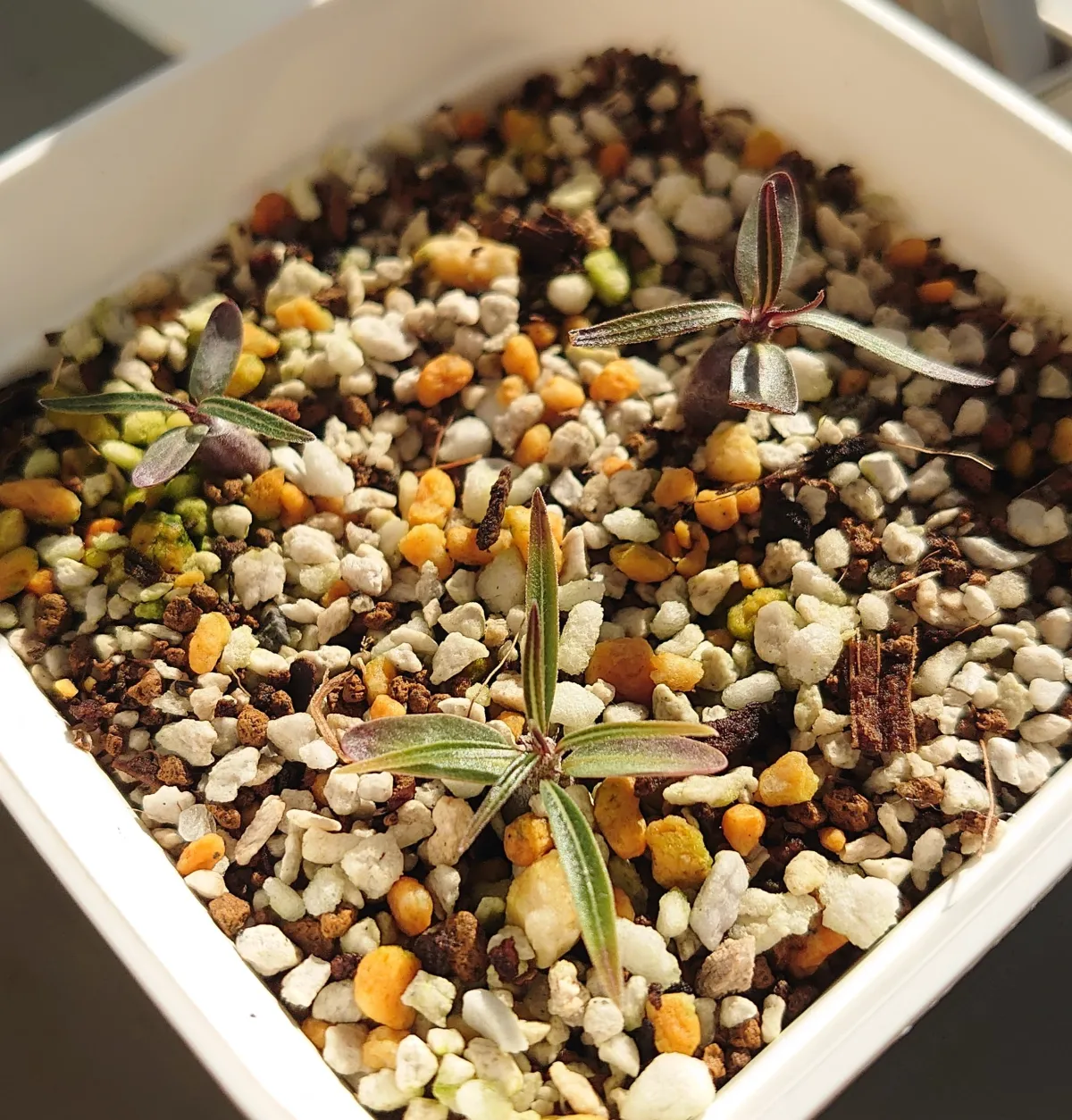 パキポディウム グラキリス種子50粒⑧GV 種子】パキポディウムグラキリス Pachypodium rosulatum var. gra