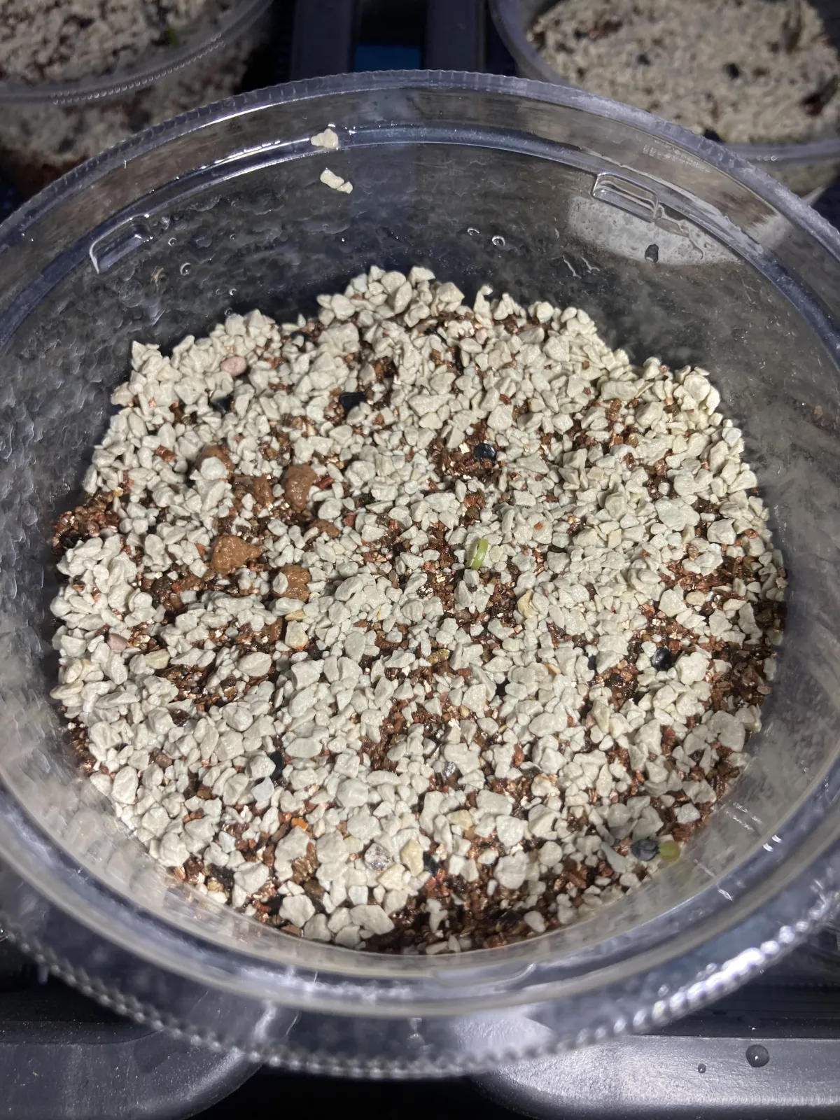 Agave titanota 'Blue' (アガベ チタノタブルー)