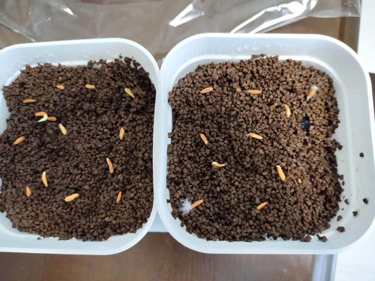 Pachypodium horombense (パキポディウム ホロンベンセ)