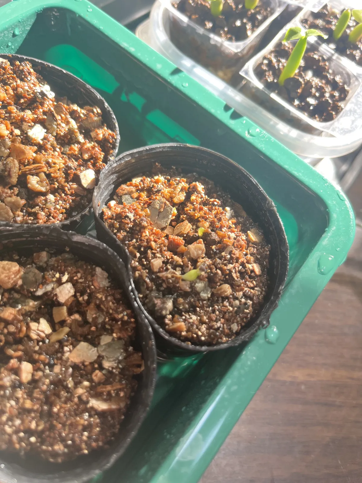 Euphorbia stellata (ユーフォルビア ステラータ 飛竜)