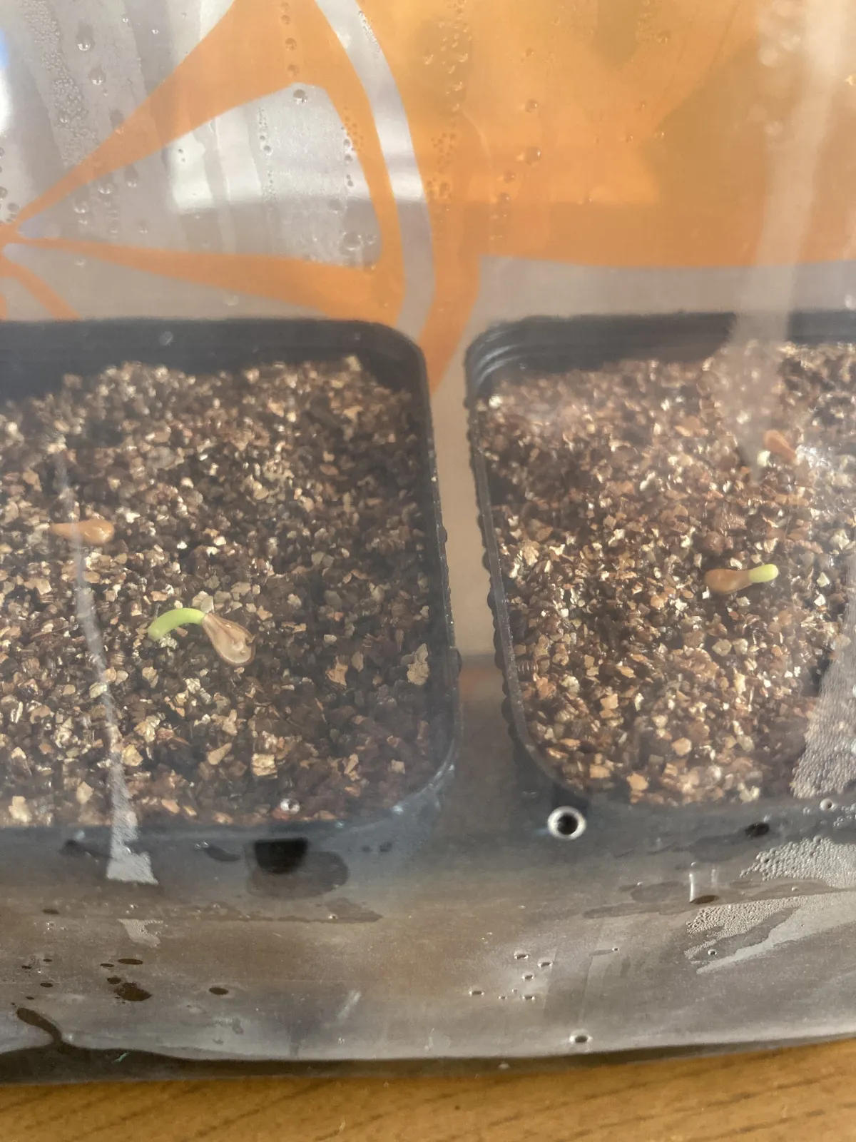 Pachypodium baronii (パキポディウム バロニー)