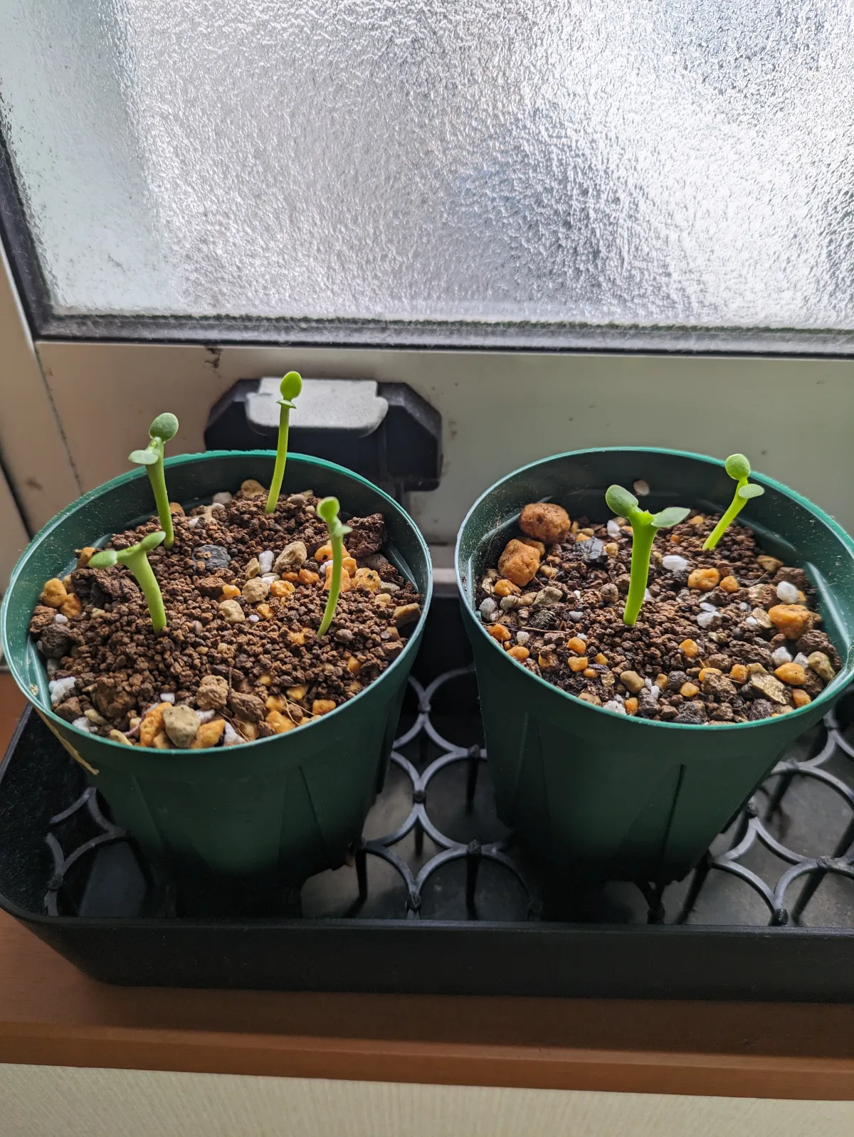 Euphorbia graniticola (ユーフォルビア グラニティコラ)