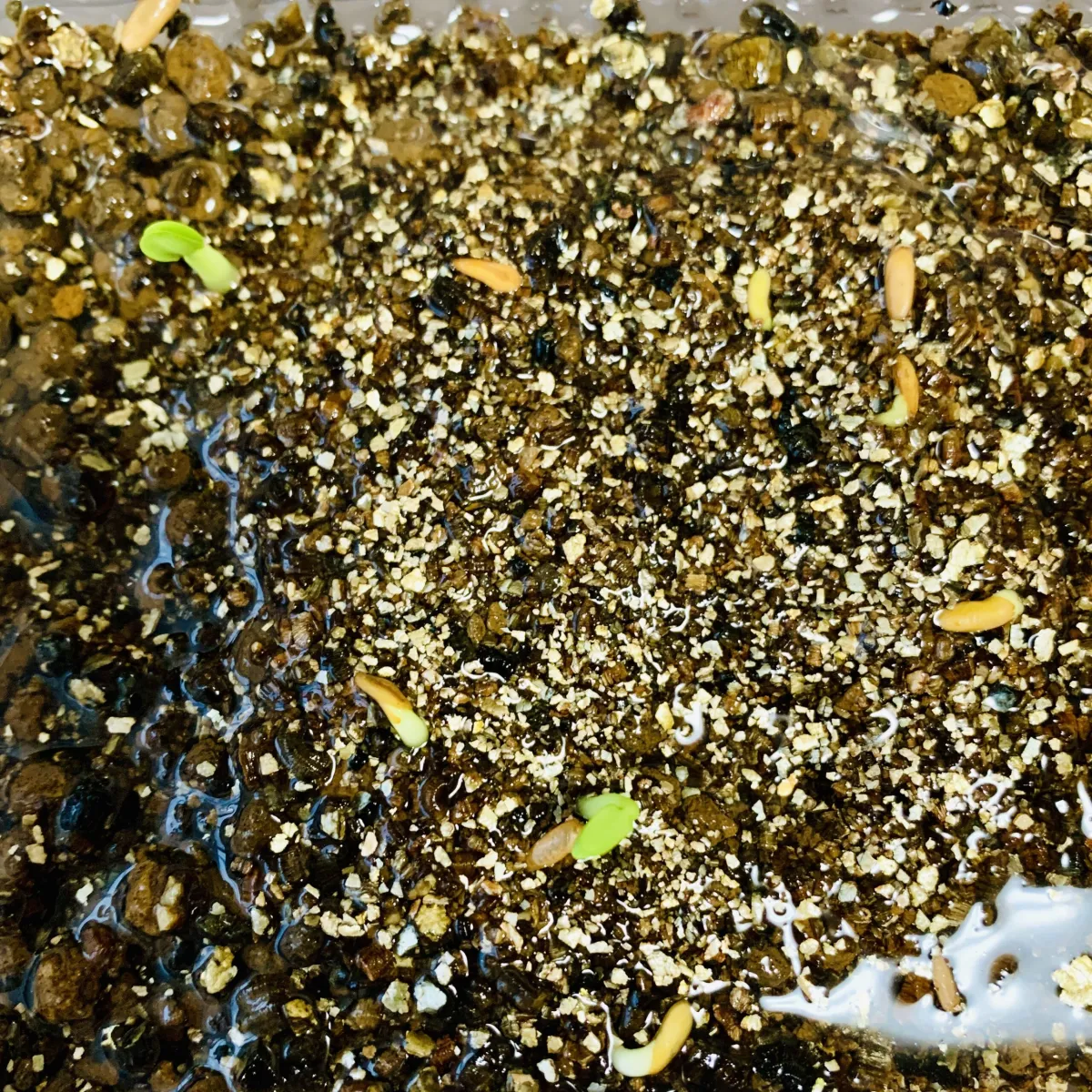 Pachypodium horombense (パキポディウム ホロンベンセ)