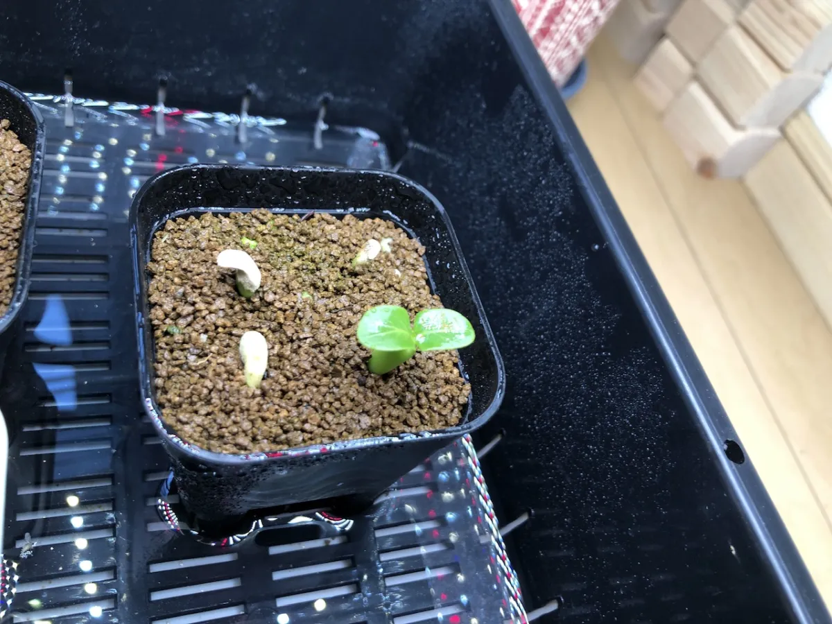 Pachypodium lamerei var. fiherenense (パキポディウム フィヘレンセ)