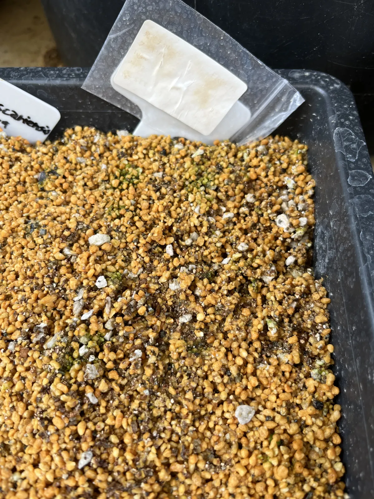 [無料種子] 発芽難 パキポディウム グラキリス　 Pachypodium rosulatum var. gracilius