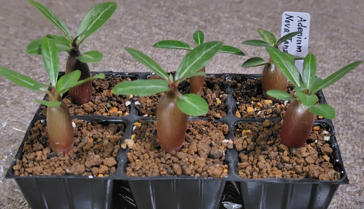 Adenium obesum Nova Tanzania (アデニウム ノヴァ タンザニア)