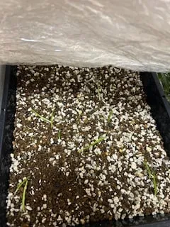 Agave macroacantha (アガベ マクロアカンサ 八荒殿)