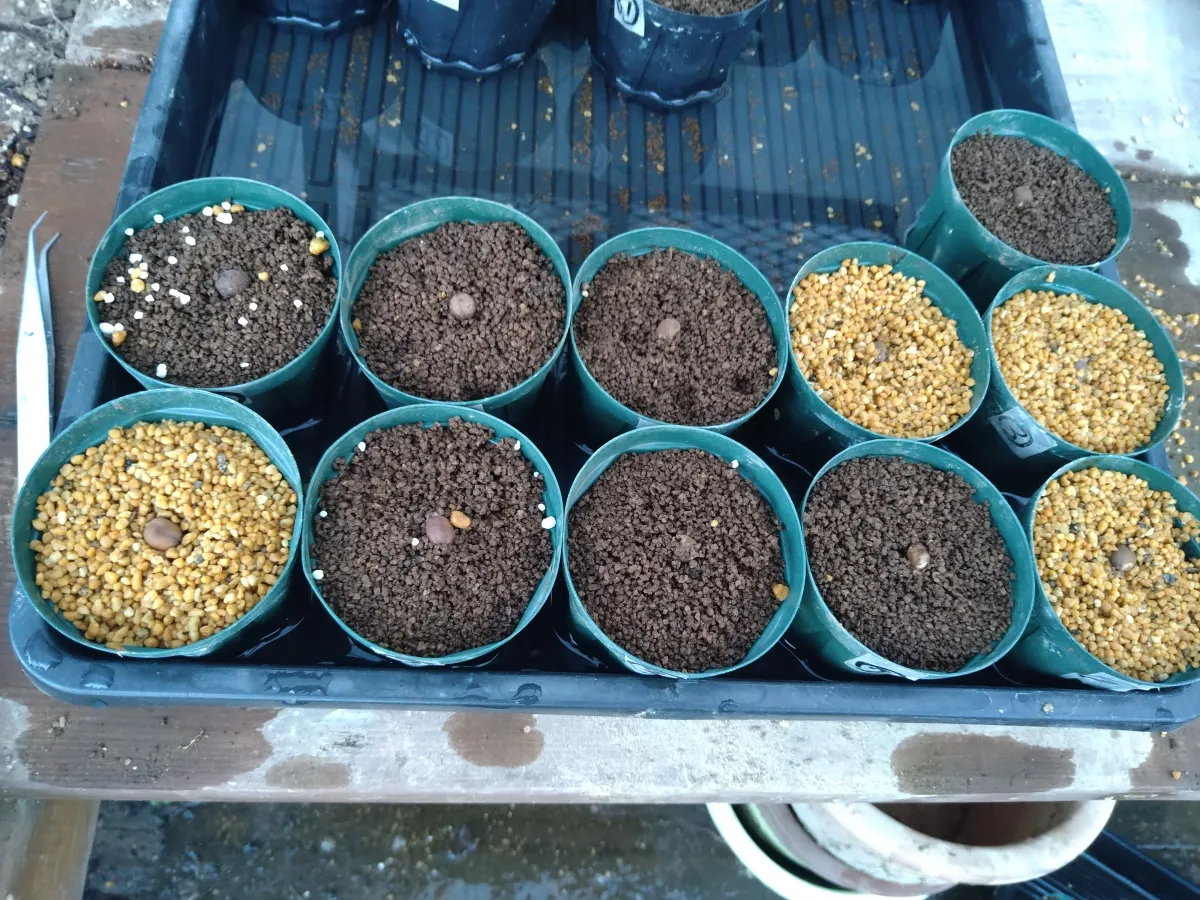 Cyphostemma elephantopus (キフォステンマ エレファントプス)