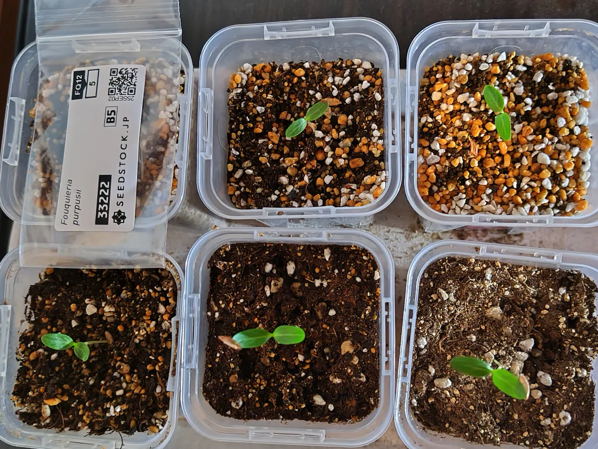 Fouquieria purpusii (フォークイエリア プルプシー)