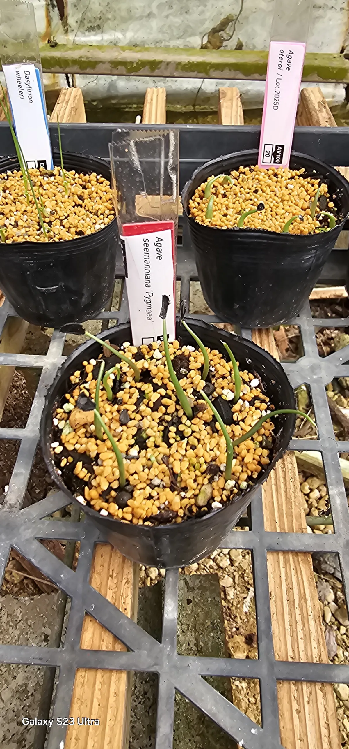 Agave seemanniana (アガベ シーマニアナ)