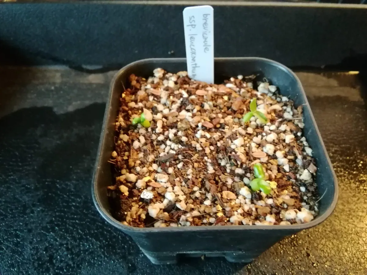 Pachypodium brevicaule subsp. leucoxanthum (パキポディウム レウコキサンツム)