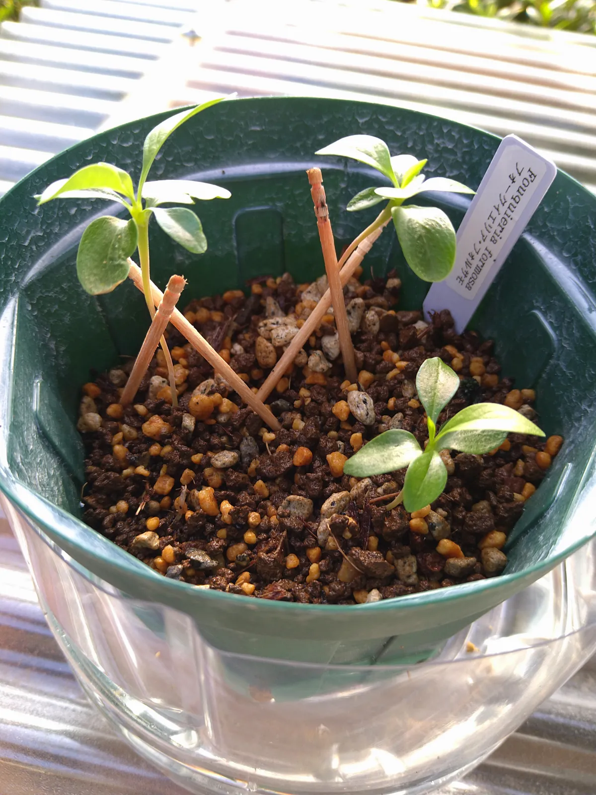 Fouquieria formosa (フォークイエリア フォルモサ)