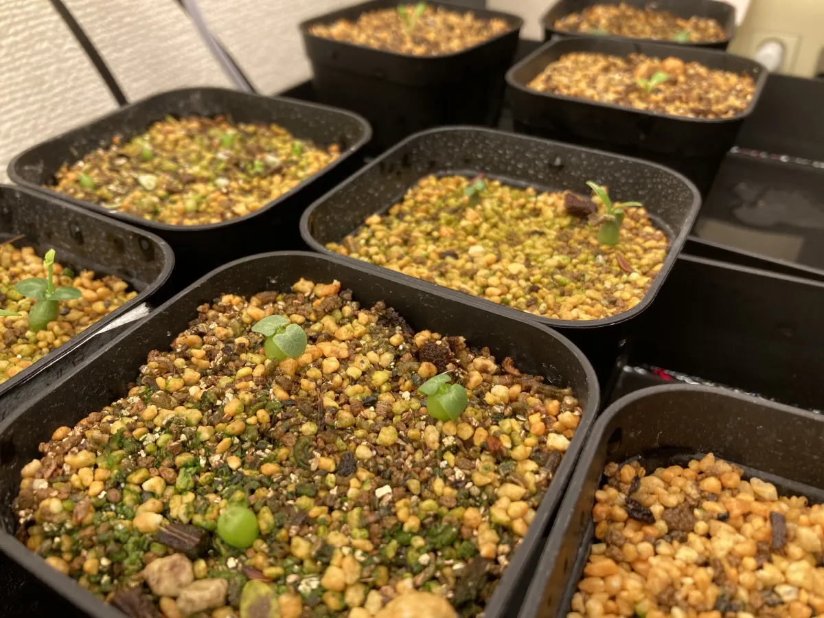 Pachypodium enigmaticum (パキポディウム エニグマチカム)