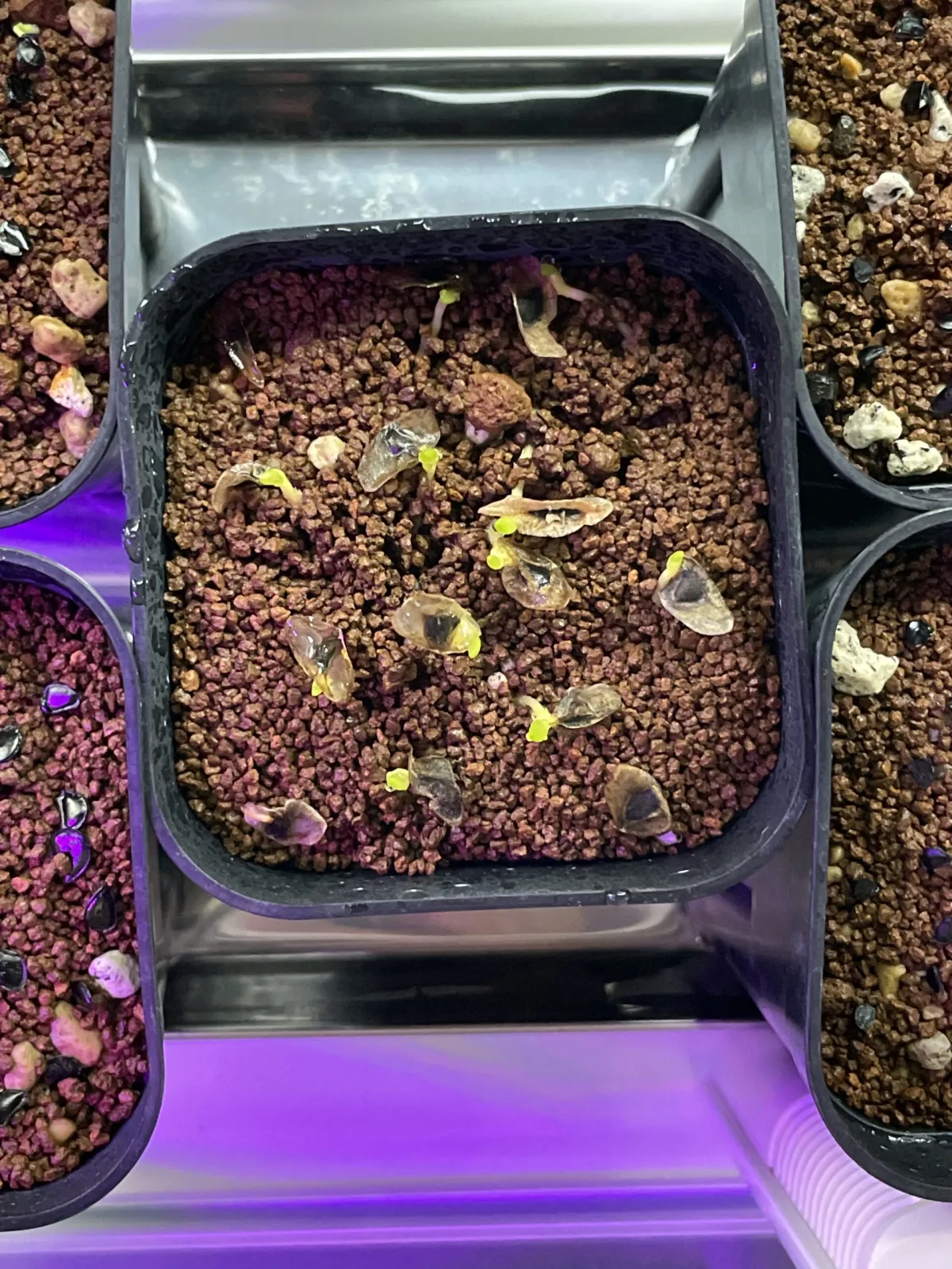 Aloe ramosissima (アロエ ラモシシマ)