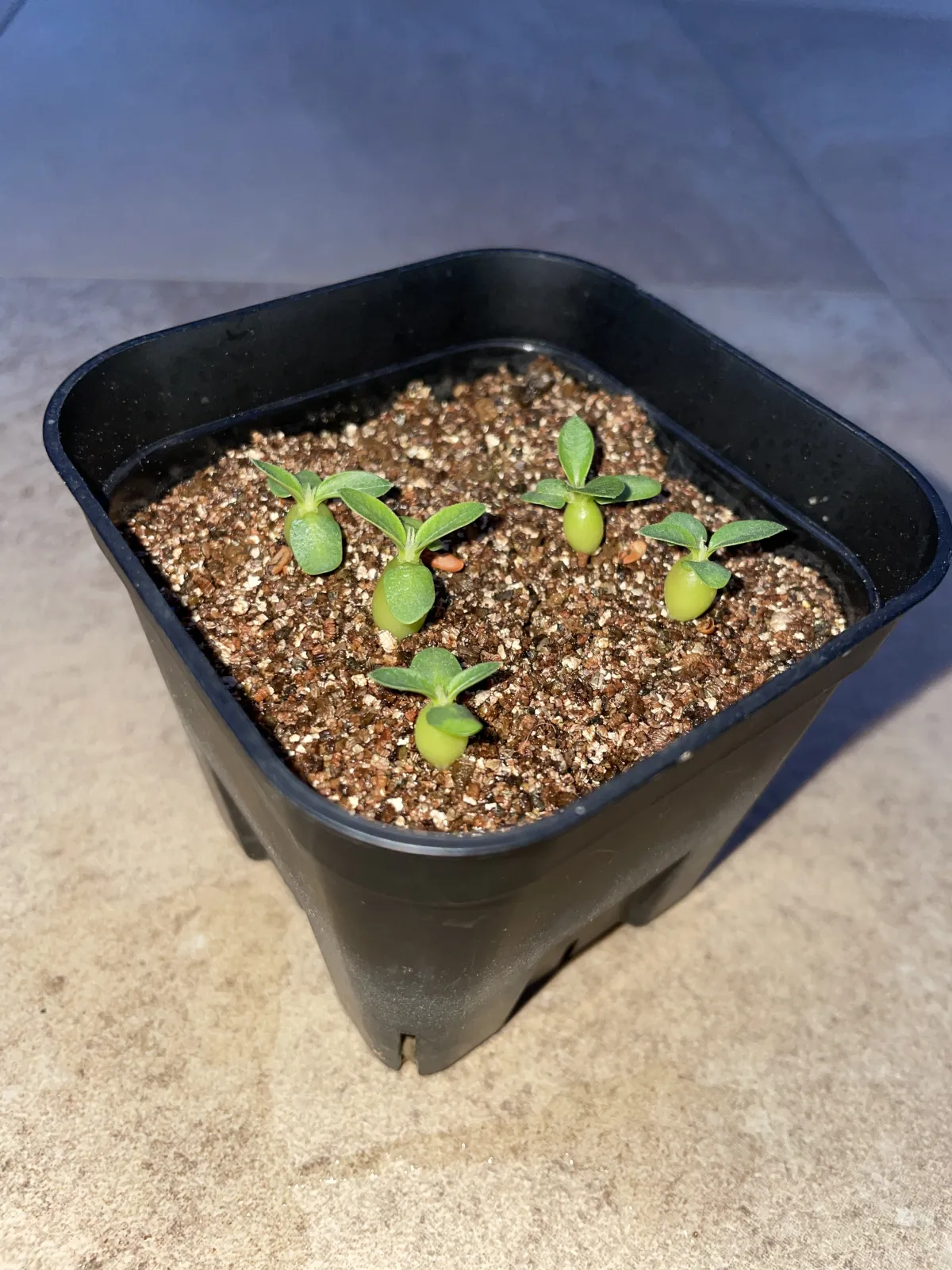 Pachypodium enigmaticum (パキポディウム エニグマチカム)