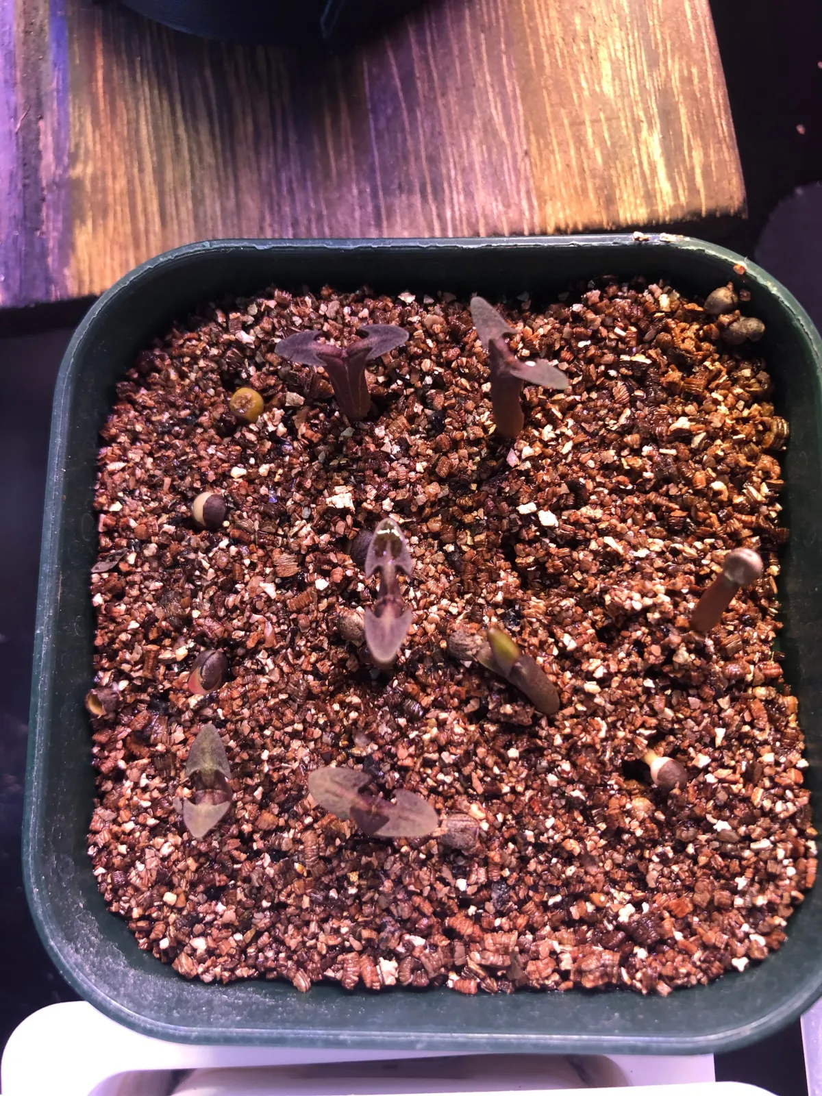 Euphorbia canariensis (ユーフォルビア カナリエンシス)