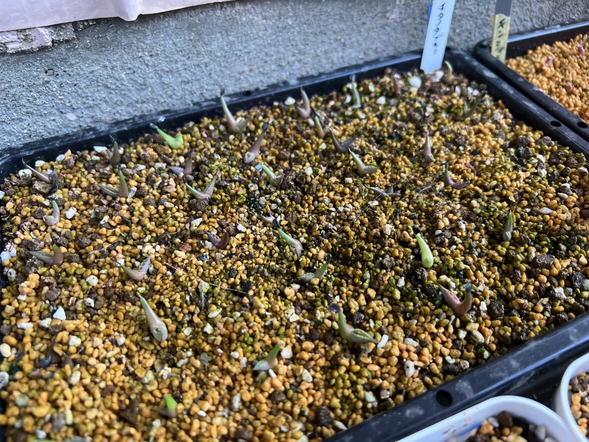 Agave titanota 'Blue' (アガベ チタノタブルー)