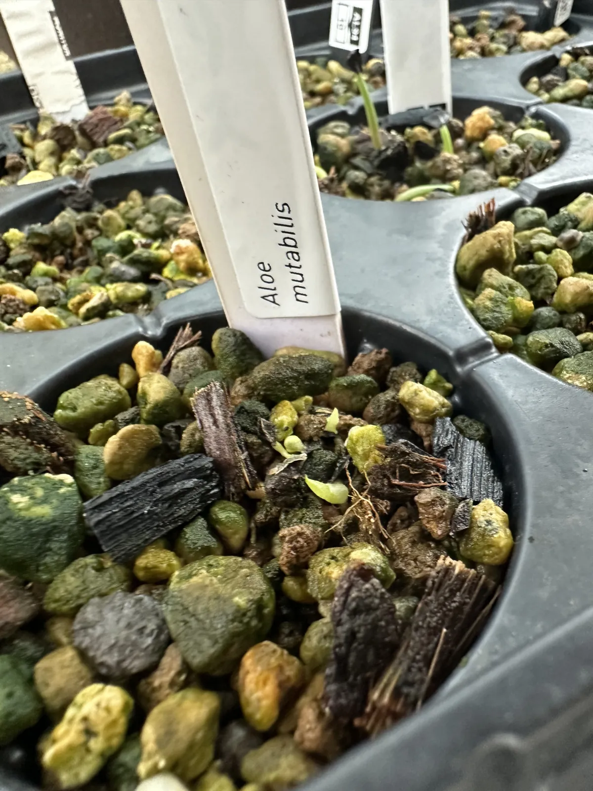Aloe mutabilis (アロエ ミュータビリス)