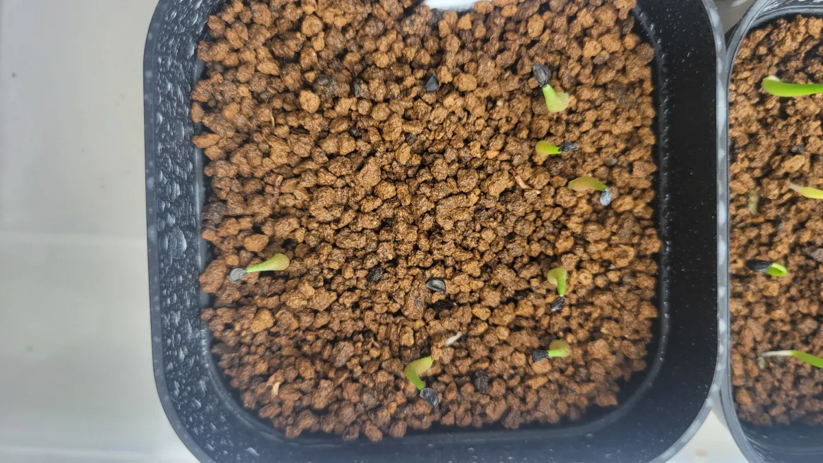 Agave oteroi (アガベ オテロイ)