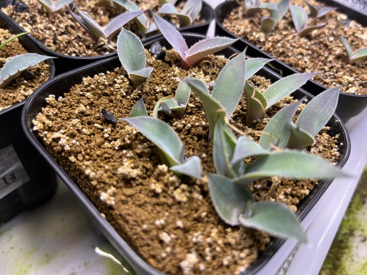 Agave wocomahi (アガベ ワコマヒー)