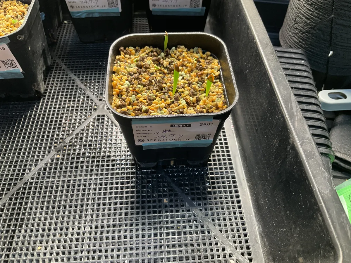 Stapelia gigantea (スタペリア ギガンテア)