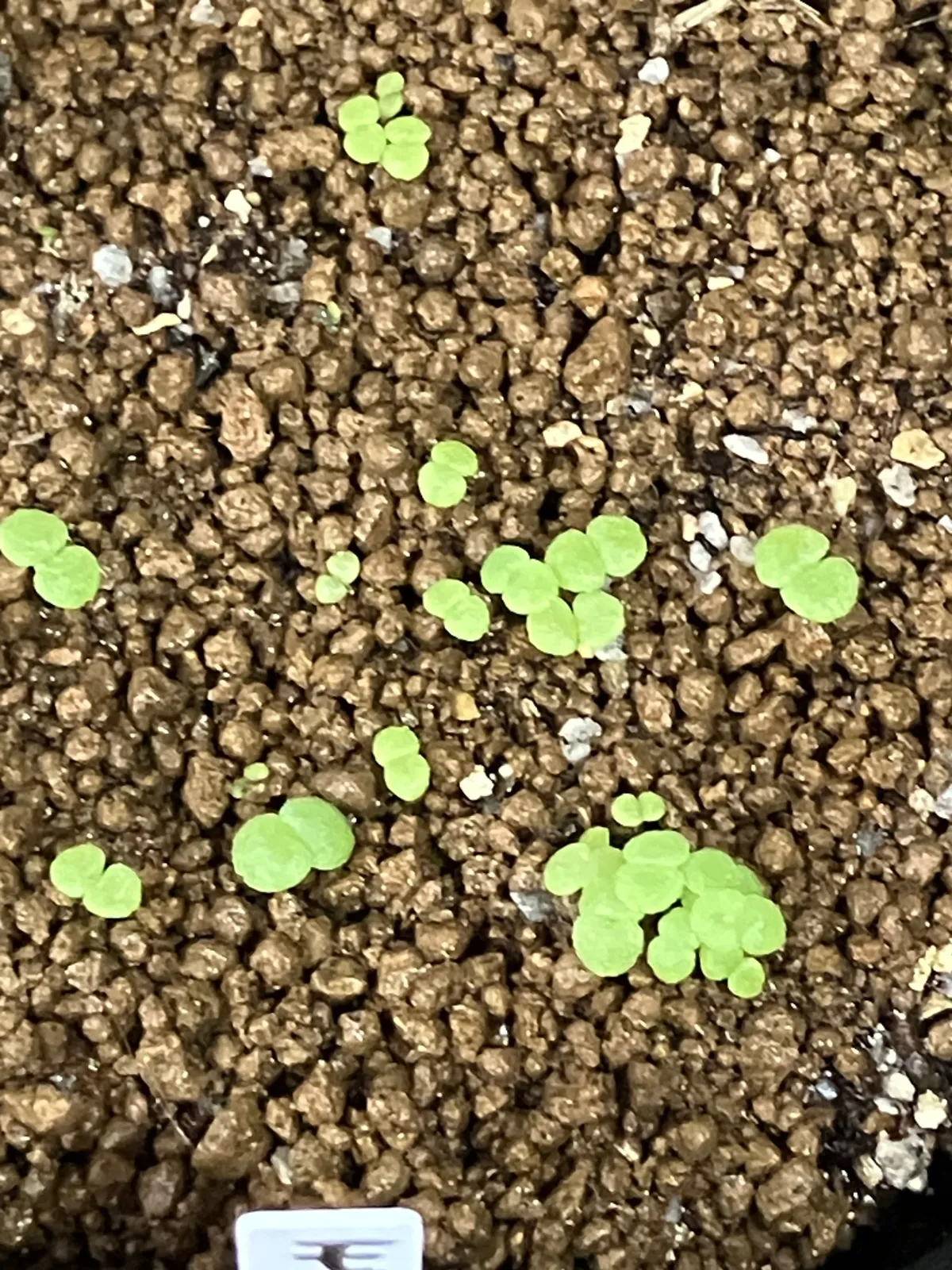 Echeveria runyonii 'Topsy Turvy' (エケベリア ルンヨニー)