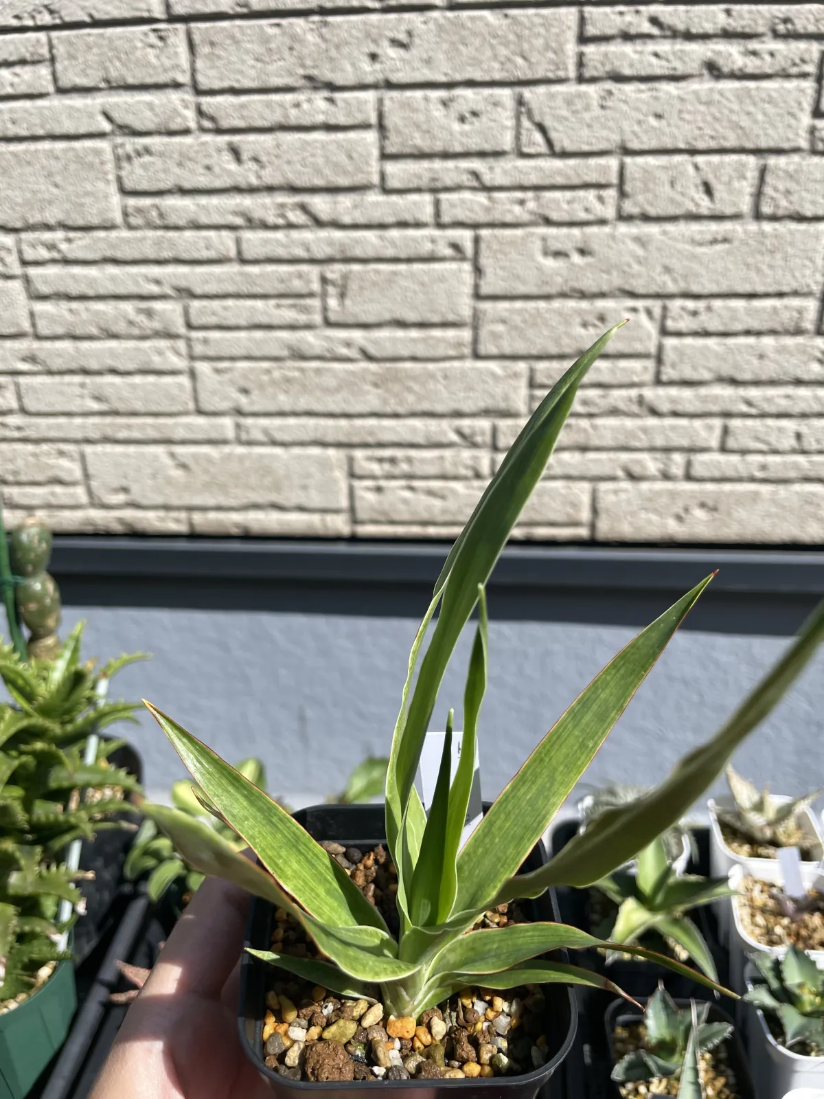 Dracaena draco subsp. draco (ドラセナ ドラコ)