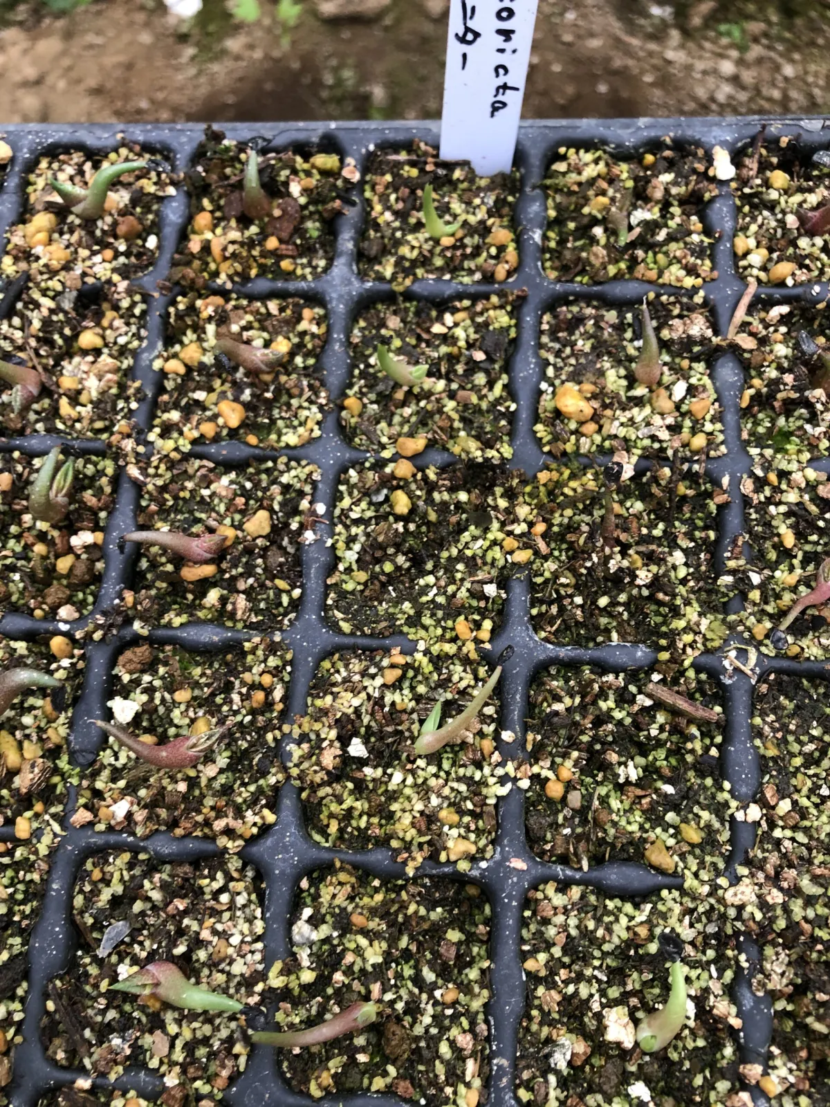 Agave stricta (アガベ ストリクタ)