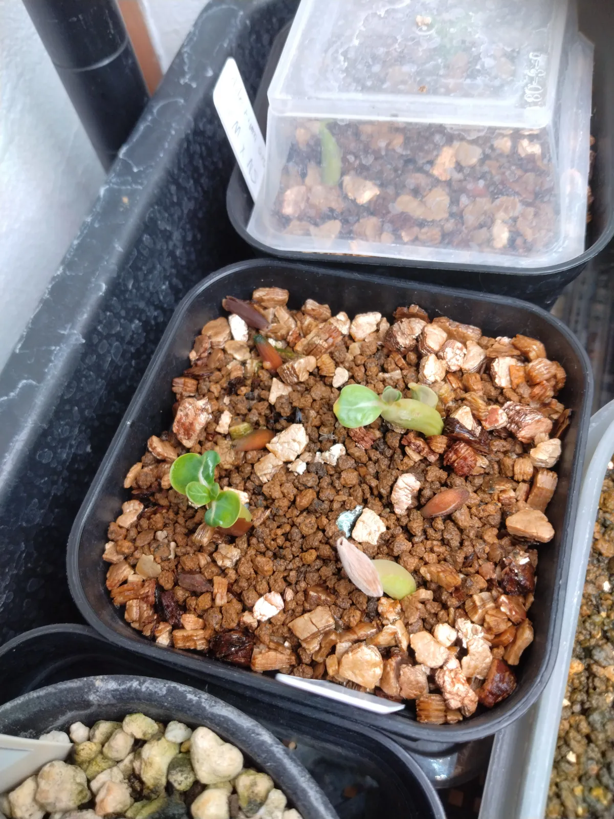 Adenium arabicum Godji x MKMK (アデニウム アラビカム ゴッジ x MKMK)